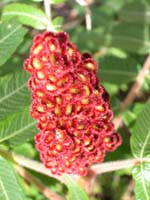 a035_Sumac