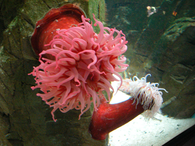 1073_Shedd_Aquarium