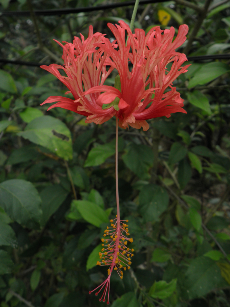 594_Mekong_Flower